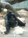 Zoo von Columbus, Gorilla