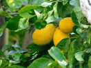 Zitronen und Limoncello