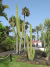 Barceló Hotel, Kakteen