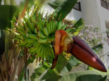Bananen und Blüte