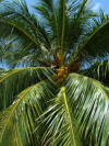 Manukan Island - Kokospalme